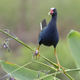 Purple gallinule on a fire flag. Nikon D500 with Nikon 80-400mm f/4.5-5.6 VRII AF-S ED lens; 1/1000 second at f/5.6; ISO 1800